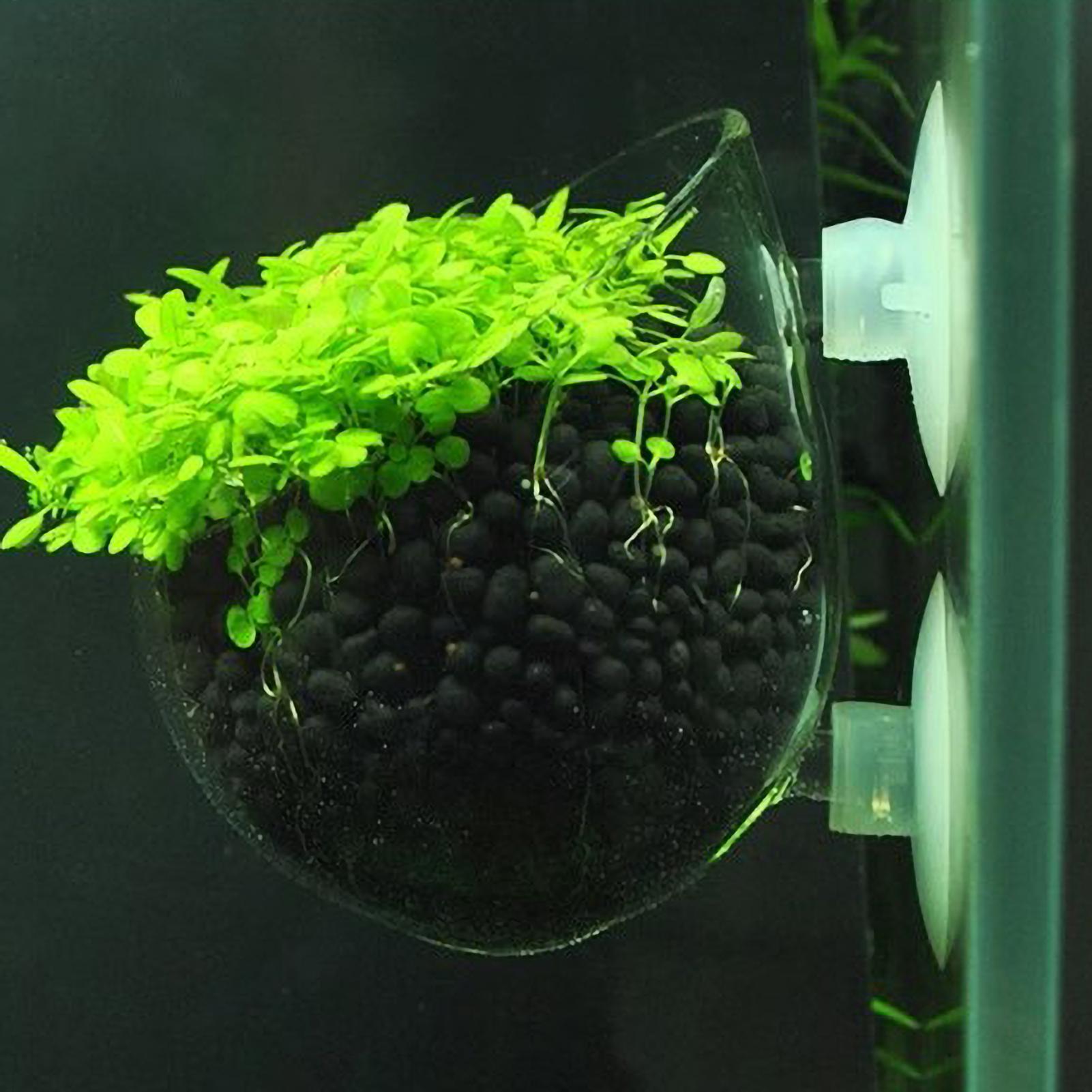 Planted Aquarium Media - Szklany uchwyt na rośliny akwariowe z