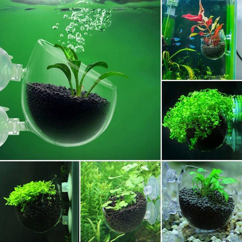 Doniczka na rośliny akwariowe  – Aquarium Plant Seeds recenzja i cena