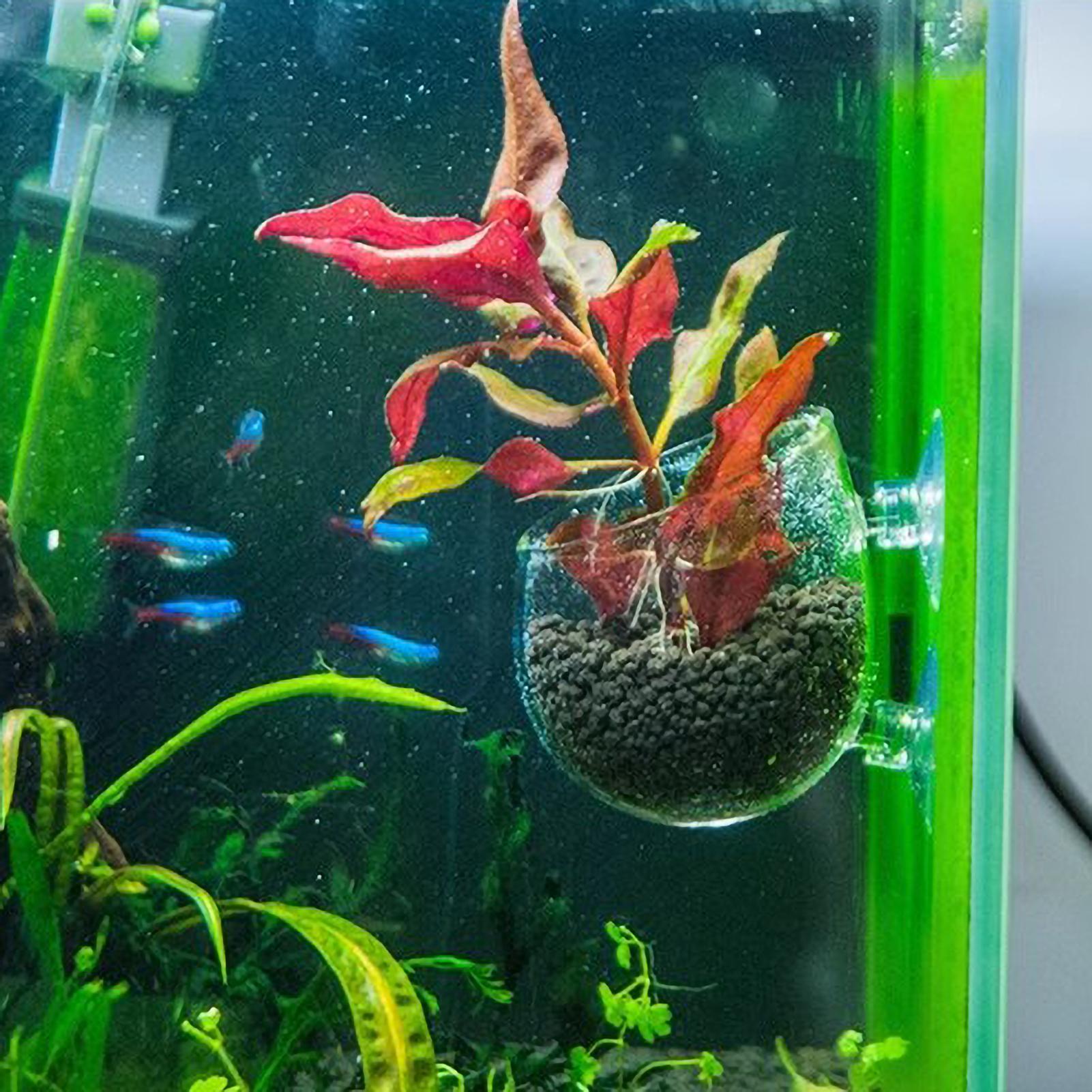 Szklany uchwyt na rośliny akwa – Planted Aquarium Media recenzja i cena