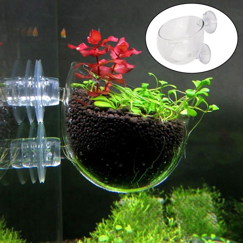 Akrylowy kubek na rośliny wodn – Aquarium Plant Seeds recenzja i cena