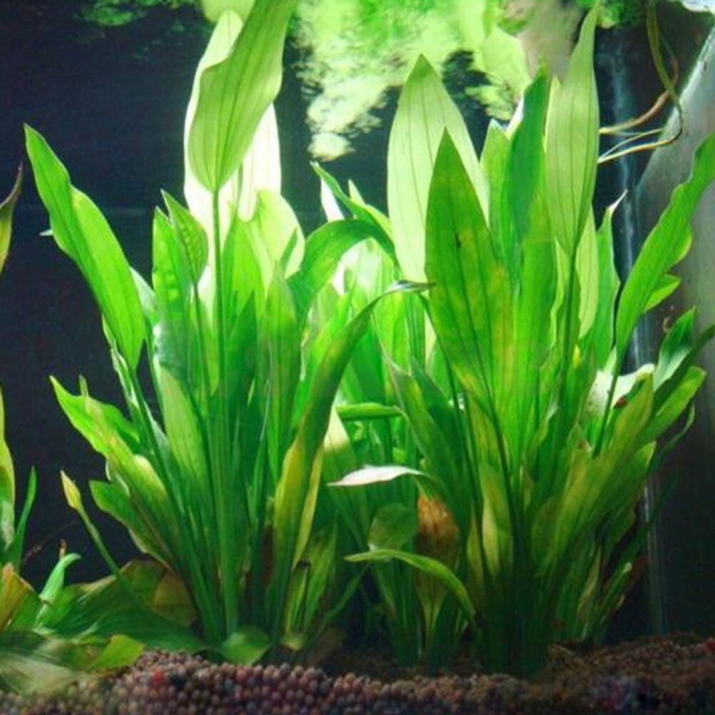 15cm sztuczne akwarium rośliny – Planted Aquarium Materials recenzja i cena