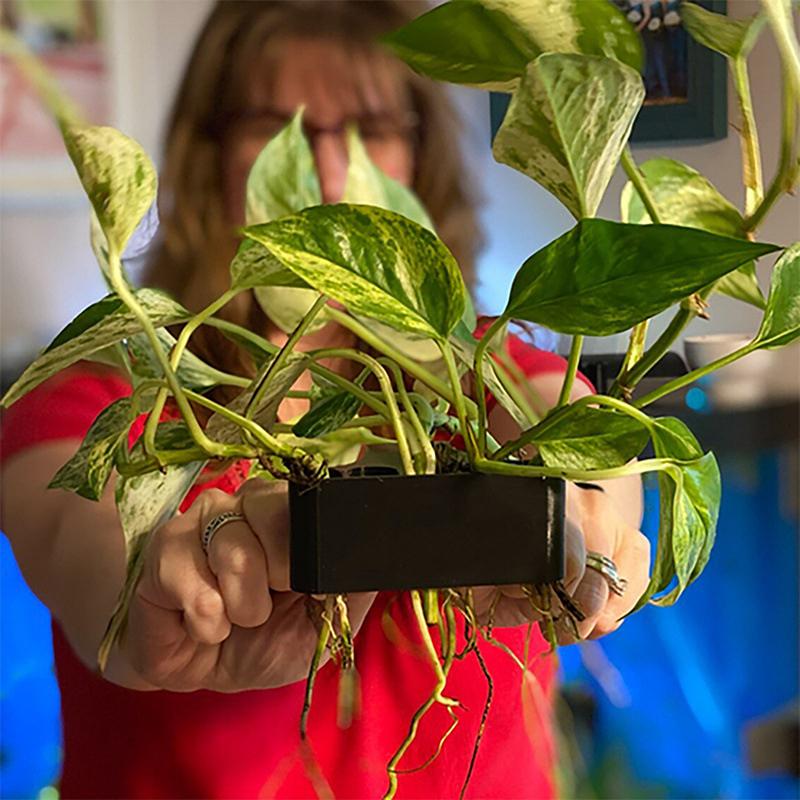 1 2 3 szt. Koszyk do podtrzymy – Aquarium Planted Setup recenzja i cena