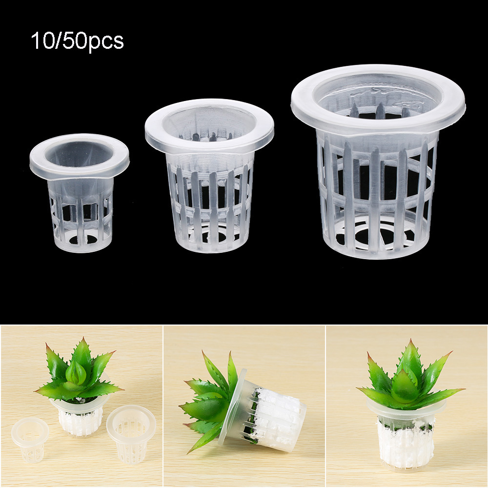 10/50 szt. Akcesoria ogrodowe  – Aquarium Plant Seeds recenzja i cena